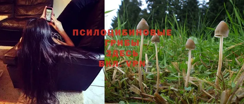 дарнет шоп  Енисейск  Галлюциногенные грибы MAGIC MUSHROOMS 